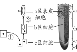 中考冲刺生物错题2 第3张 中考冲刺生物错题2 第3张
