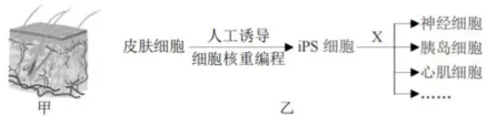 中考冲刺生物错题练习 第1张 中考冲刺生物错题练习 第1张