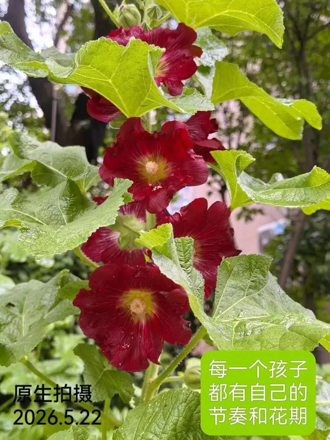 中考倒计时 26 天|一通紧急来电,惊醒了千万初三家长:中考再急,也别赌上孩子的健康 第1张