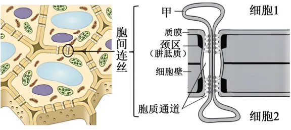 高二下期末-生物-细胞的生命历程真题汇编试卷考答案解析考点题型 第4张