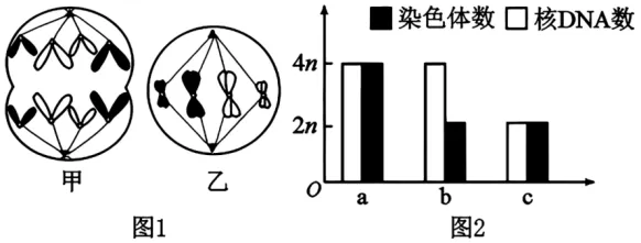高二下期末-生物-细胞的生命历程真题汇编试卷考答案解析考点题型 第6张