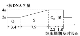 高二下期末-生物-细胞的生命历程真题汇编试卷考答案解析考点题型 第11张