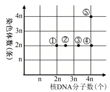 高二下期末-生物-细胞的生命历程真题汇编试卷考答案解析考点题型 第12张