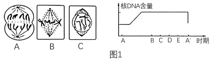 高二下期末-生物-细胞的生命历程真题汇编试卷考答案解析考点题型 第14张