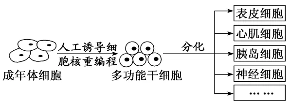 高二下期末-生物-细胞的生命历程真题汇编试卷考答案解析考点题型 第18张