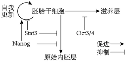 高二下期末-生物-细胞的生命历程真题汇编试卷考答案解析考点题型 第19张
