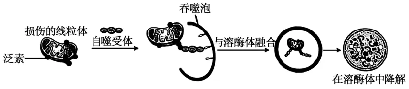 高二下期末-生物-细胞的生命历程真题汇编试卷考答案解析考点题型 第21张