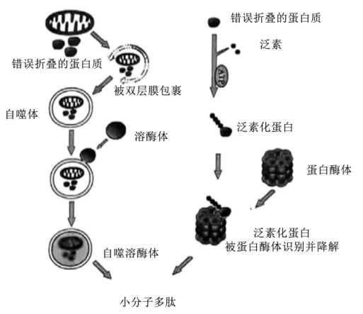 高二下期末-生物-细胞的生命历程真题汇编试卷考答案解析考点题型 第22张