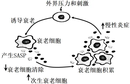 高二下期末-生物-细胞的生命历程真题汇编试卷考答案解析考点题型 第23张