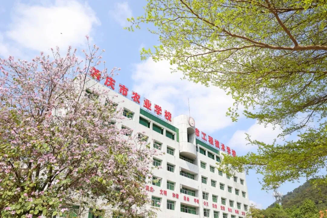 逐梦中考·职引未来丨我校举办肇庆市2026年中考志愿填报公益讲座 第5张