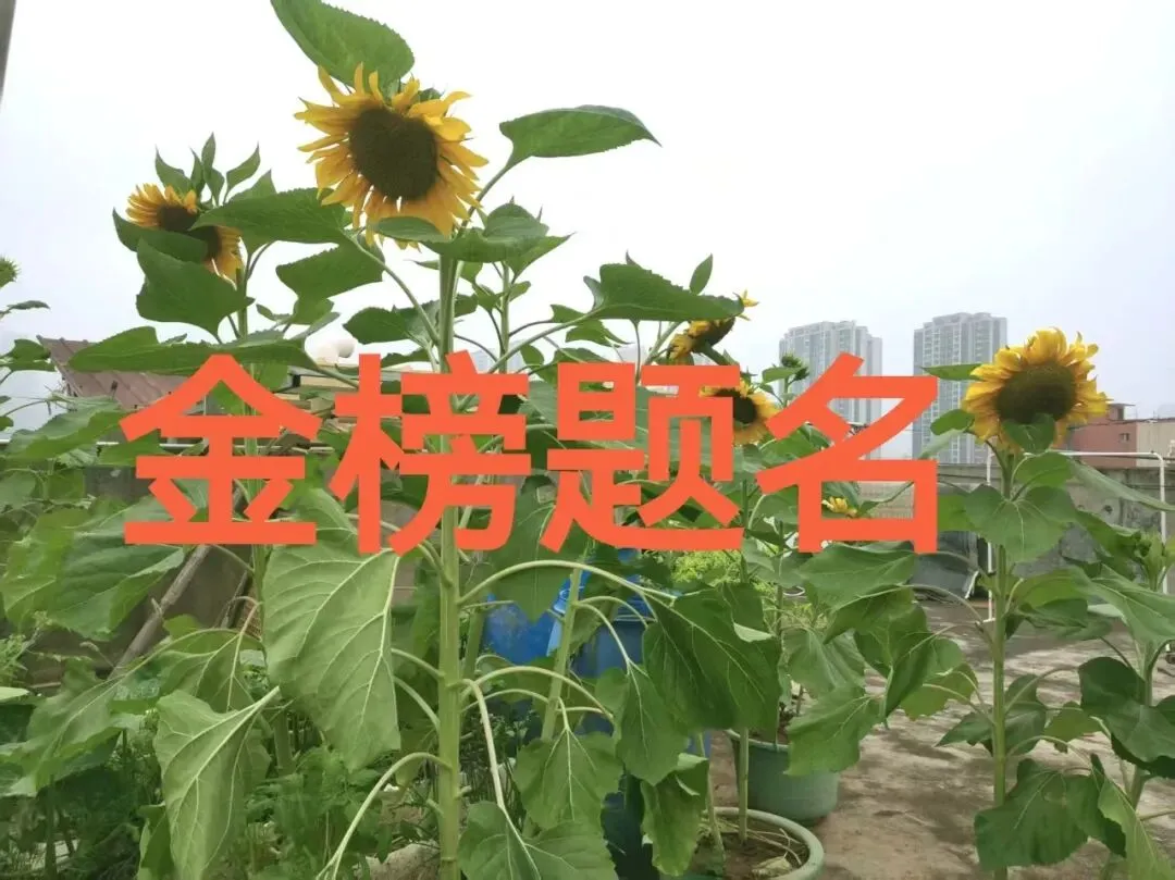 半陪读妈妈的秘密仪式:用向日葵,替所有中考、高考孩子许个愿 第1张