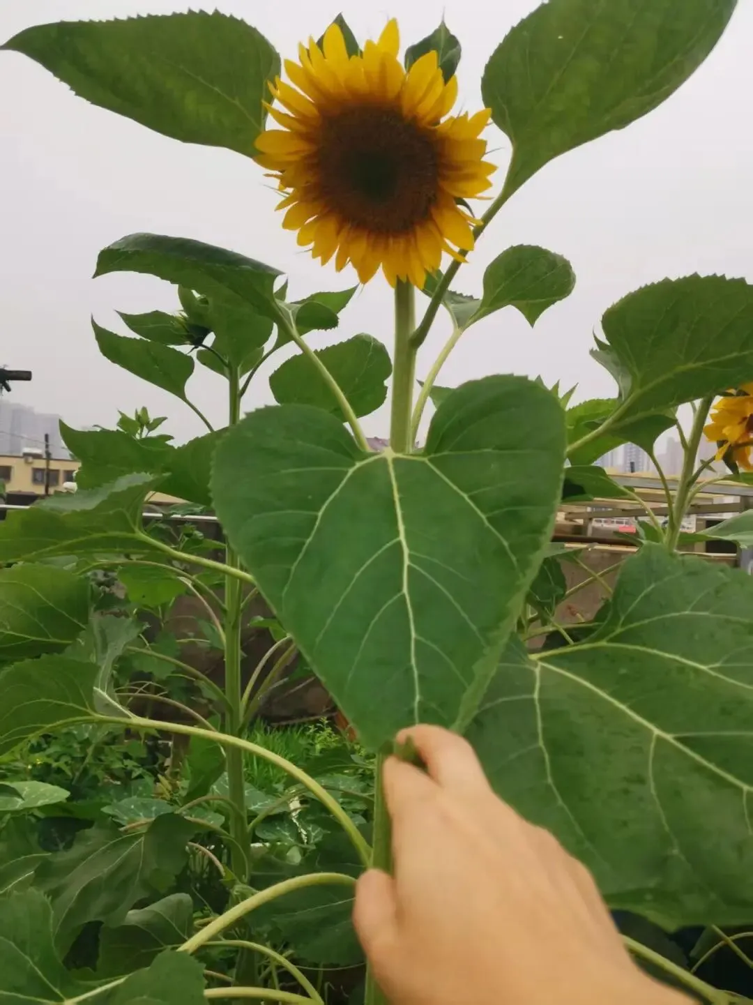 半陪读妈妈的秘密仪式:用向日葵,替所有中考、高考孩子许个愿 第5张