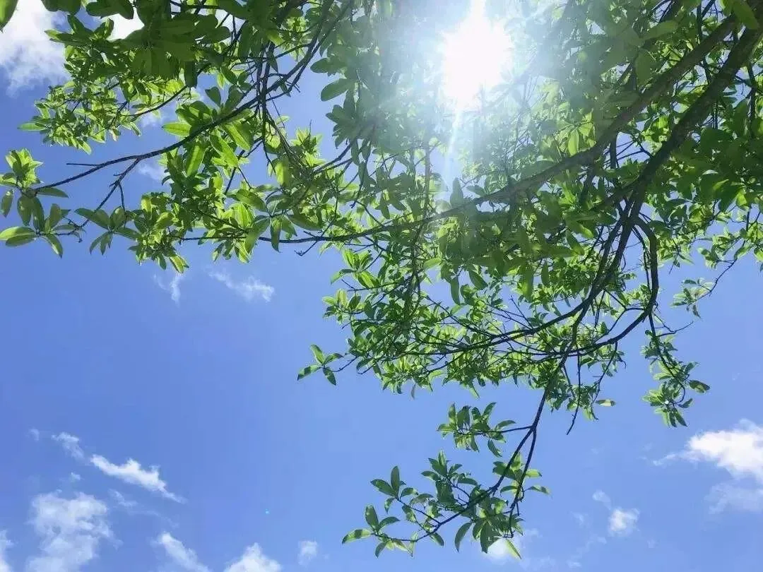 中考字音练习:多音字 第1张