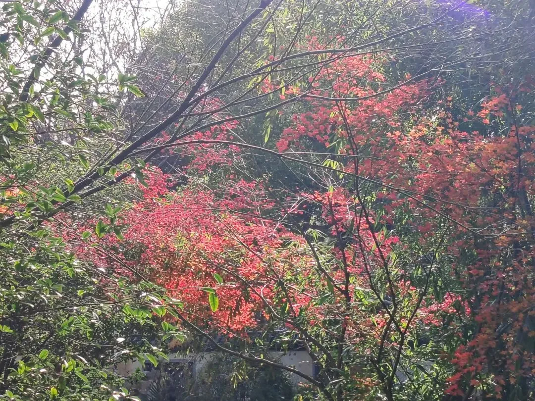 中考范文——并列式结构 第1张