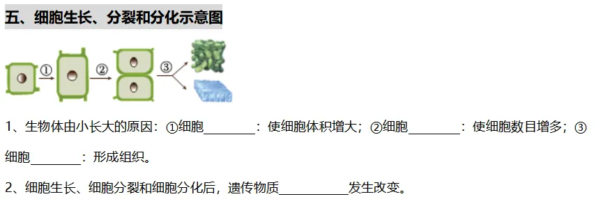 【中考生物】初中生物重要识图填空54个识图速记之五:细胞生长、分裂和分化示意图 第2张