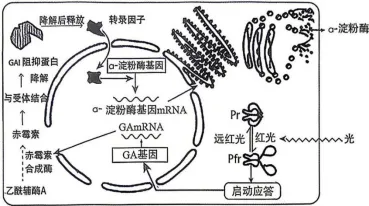 2026年哈尔滨市高三第一次模拟考试生物学试题和答案(附word下载) ⊙ 第9张