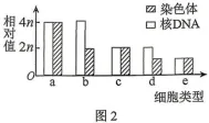 2026年哈尔滨市高三第一次模拟考试生物学试题和答案(附word下载) ⊙ 第15张