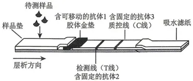 2026年哈尔滨市高三第一次模拟考试生物学试题和答案(附word下载) ⊙ 第19张