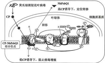 2026年哈尔滨市高三第一次模拟考试生物学试题和答案(附word下载) ⊙ 第21张
