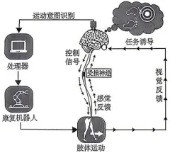 2026年哈尔滨市高三第一次模拟考试生物学试题和答案(附word下载) ⊙ 第23张