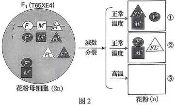 2026年哈尔滨市高三第一次模拟考试生物学试题和答案(附word下载) ⊙ 第25张