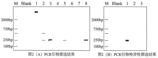 2026年哈尔滨市高三第一次模拟考试生物学试题和答案(附word下载) ⊙ 第27张