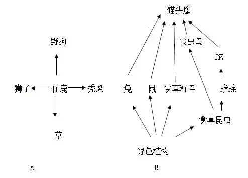 八下生物中考押题预测卷(三)及答案详解 第2张