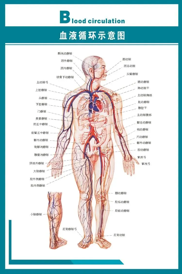 八下生物中考押题预测卷(三)及答案详解 第4张