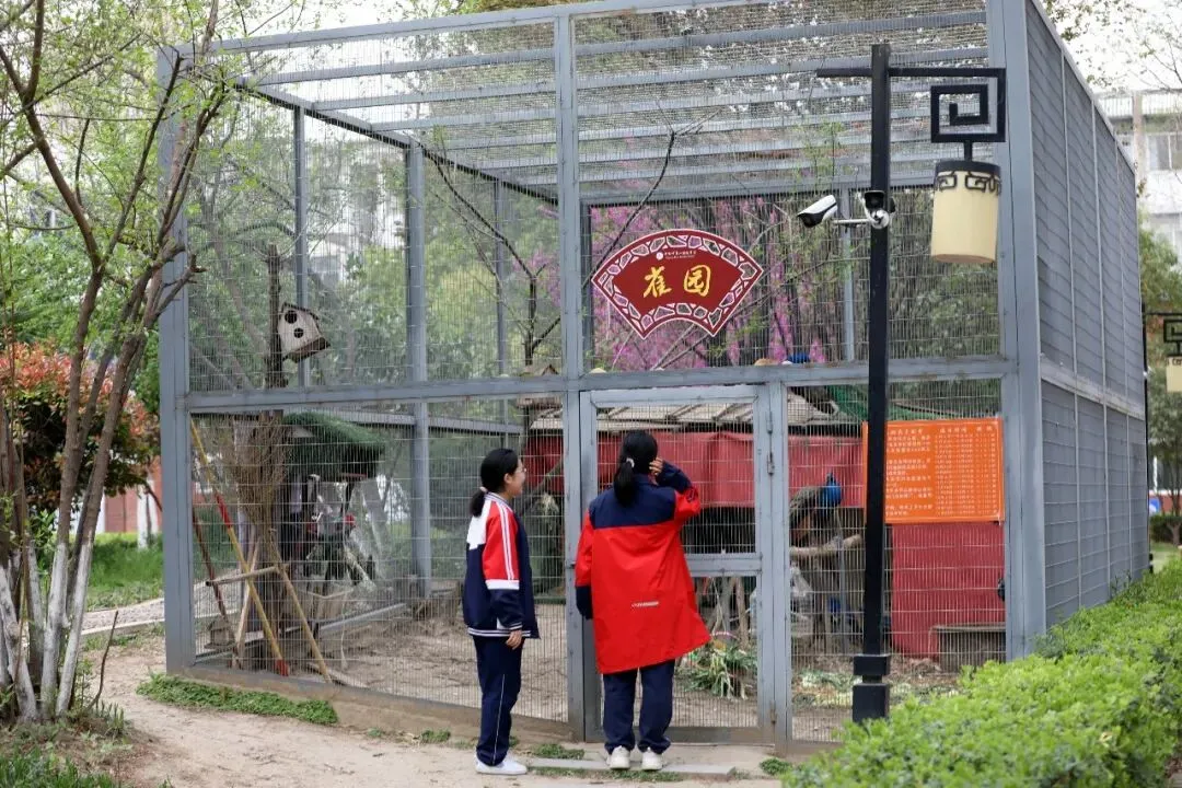 距中考21 天丨越学越慌?六大考前困境及疏导建议 第1张 距中考21 天丨越学越慌?六大考前困境及疏导建议 第1张