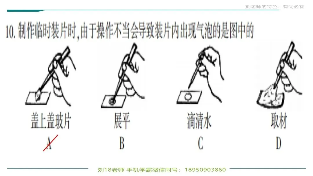 生物中考“最后冲刺复习”七个主题选择判断题+材料分析填空题练习pptx课件 主题一生物体的结构层次 部分截图 第4张