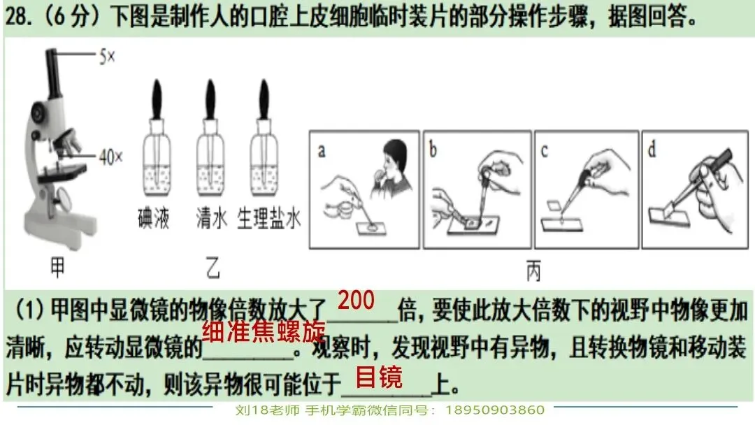 生物中考“最后冲刺复习”七个主题选择判断题+材料分析填空题练习pptx课件 主题一生物体的结构层次 部分截图 第13张