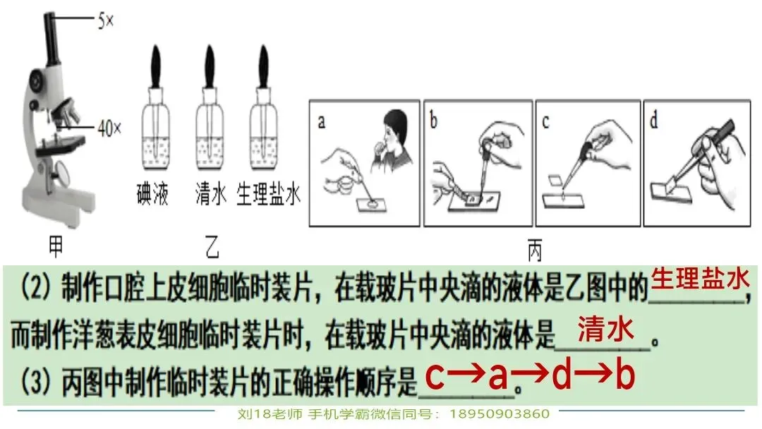生物中考“最后冲刺复习”七个主题选择判断题+材料分析填空题练习pptx课件 主题一生物体的结构层次 部分截图 第14张