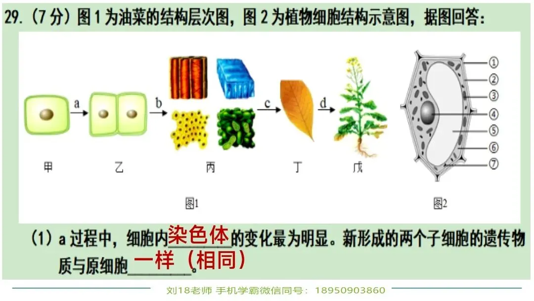生物中考“最后冲刺复习”七个主题选择判断题+材料分析填空题练习pptx课件 主题一生物体的结构层次 部分截图 第16张