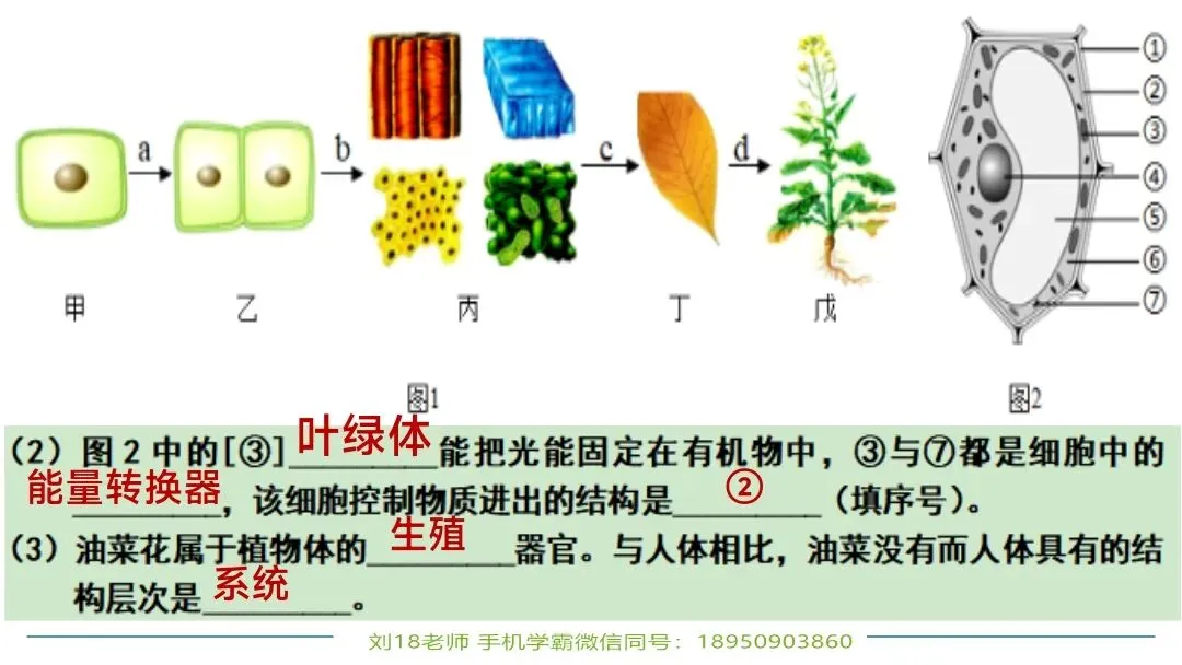 生物中考“最后冲刺复习”七个主题选择判断题+材料分析填空题练习pptx课件 主题一生物体的结构层次 部分截图 第17张
