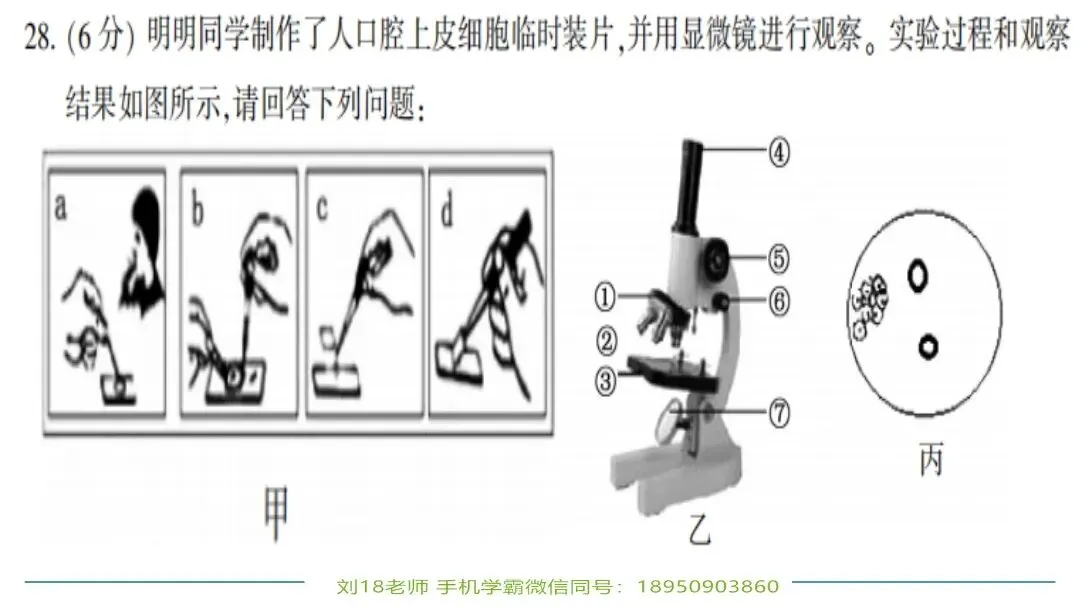 生物中考“最后冲刺复习”七个主题选择判断题+材料分析填空题练习pptx课件 主题一生物体的结构层次 部分截图 第18张