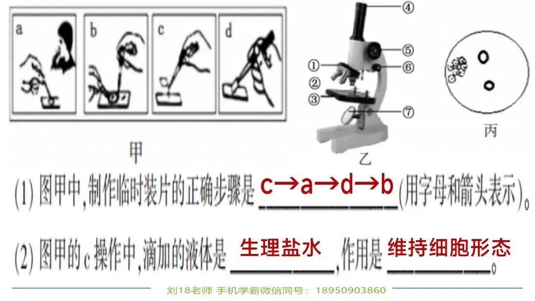 生物中考“最后冲刺复习”七个主题选择判断题+材料分析填空题练习pptx课件 主题一生物体的结构层次 部分截图 第19张