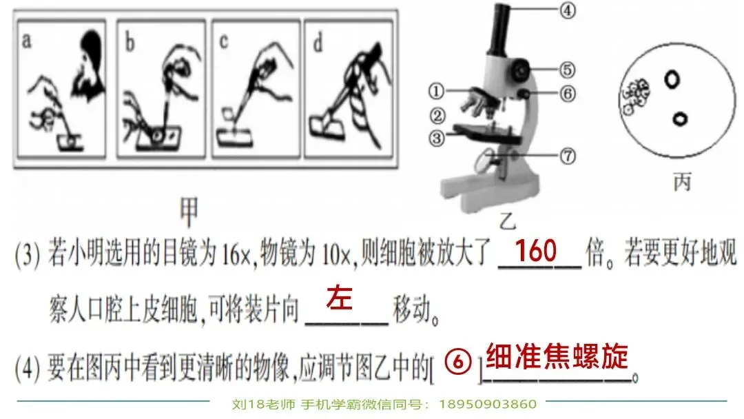 生物中考“最后冲刺复习”七个主题选择判断题+材料分析填空题练习pptx课件 主题一生物体的结构层次 部分截图 第20张