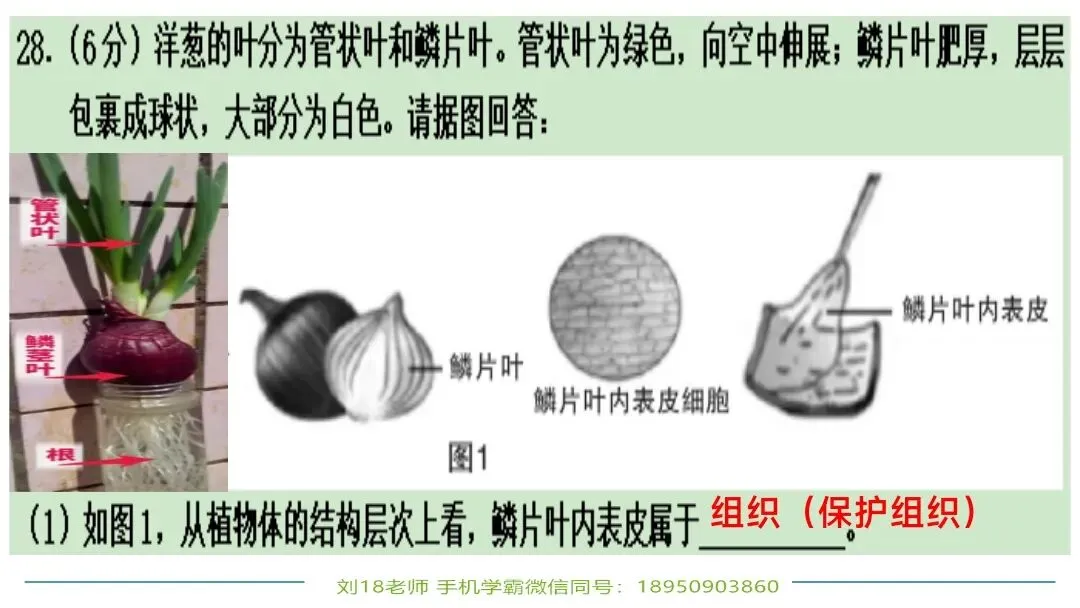 生物中考“最后冲刺复习”七个主题选择判断题+材料分析填空题练习pptx课件 主题一生物体的结构层次 部分截图 第21张
