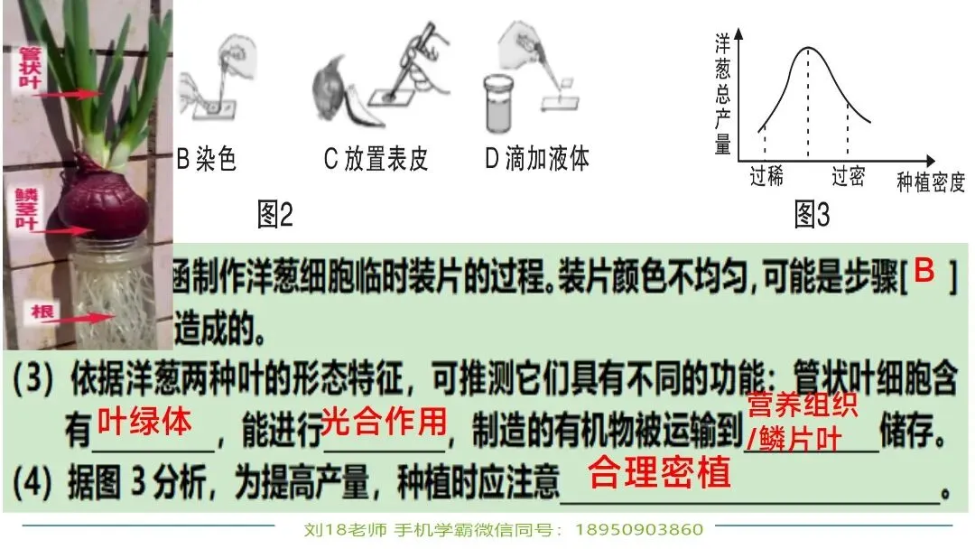 生物中考“最后冲刺复习”七个主题选择判断题+材料分析填空题练习pptx课件 主题一生物体的结构层次 部分截图 第22张