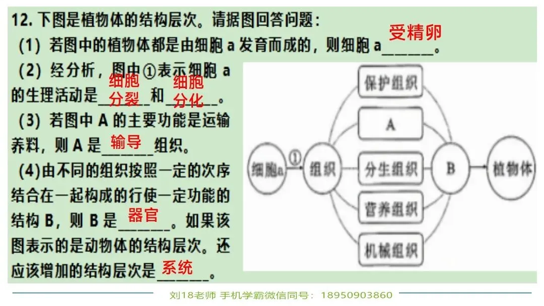 生物中考“最后冲刺复习”七个主题选择判断题+材料分析填空题练习pptx课件 主题一生物体的结构层次 部分截图 第23张