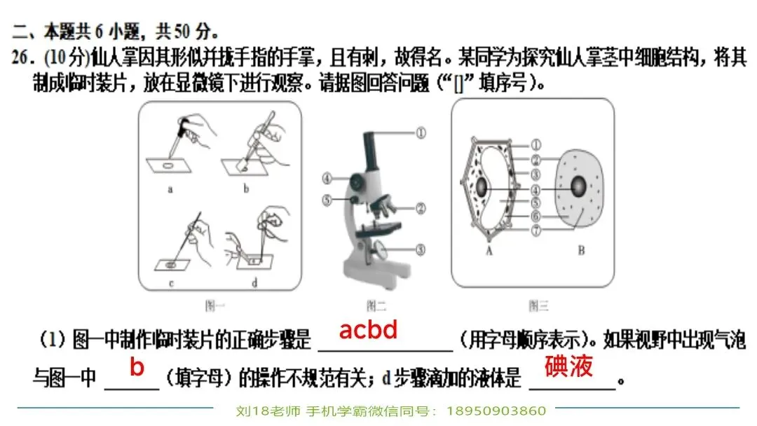 生物中考“最后冲刺复习”七个主题选择判断题+材料分析填空题练习pptx课件 主题一生物体的结构层次 部分截图 第24张