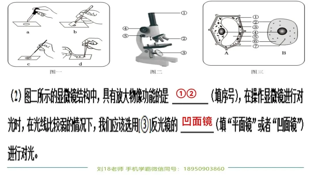 生物中考“最后冲刺复习”七个主题选择判断题+材料分析填空题练习pptx课件 主题一生物体的结构层次 部分截图 第25张