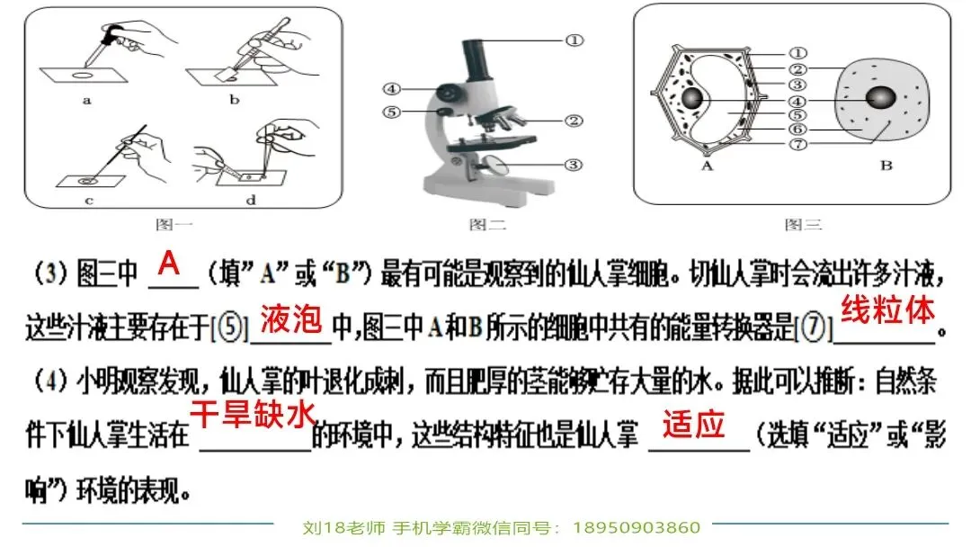 生物中考“最后冲刺复习”七个主题选择判断题+材料分析填空题练习pptx课件 主题一生物体的结构层次 部分截图 第26张
