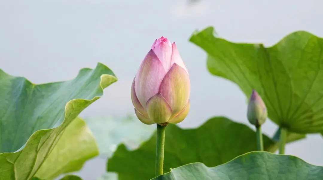 中考连词成句 题型技巧与训练 第16张
