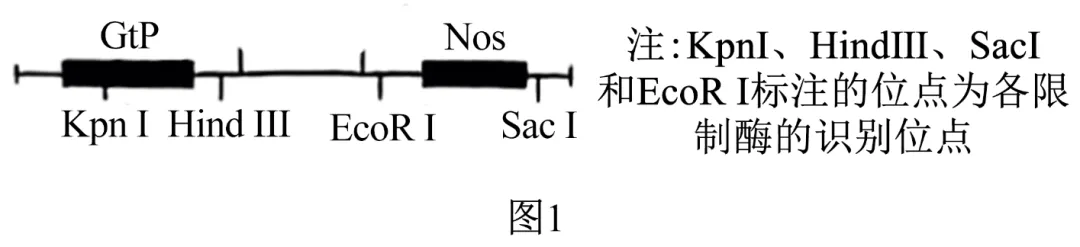 2024高考生物真题 河北卷 解析版 第18张