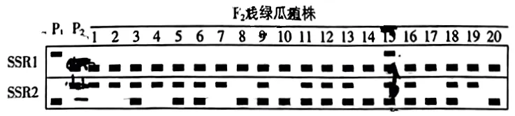 2024高考生物真题 河北卷 解析版 第37张