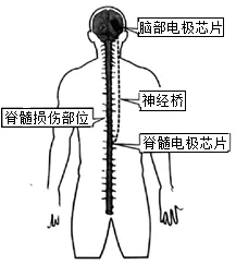 2026中考生物模拟试卷一(附答案),含金量很高! 第5张 2026中考生物模拟试卷一(附答案),含金量很高! 第5张