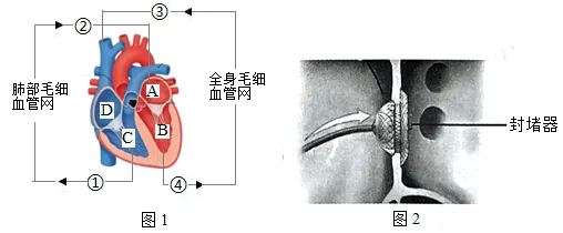 2026中考生物模拟试卷一(附答案),含金量很高! 第10张 2026中考生物模拟试卷一(附答案),含金量很高! 第10张