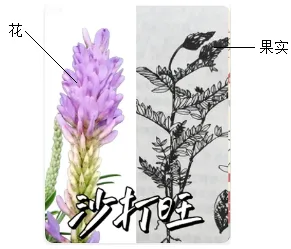 2026中考生物模拟试卷一(附答案),含金量很高! 第11张 2026中考生物模拟试卷一(附答案),含金量很高! 第11张