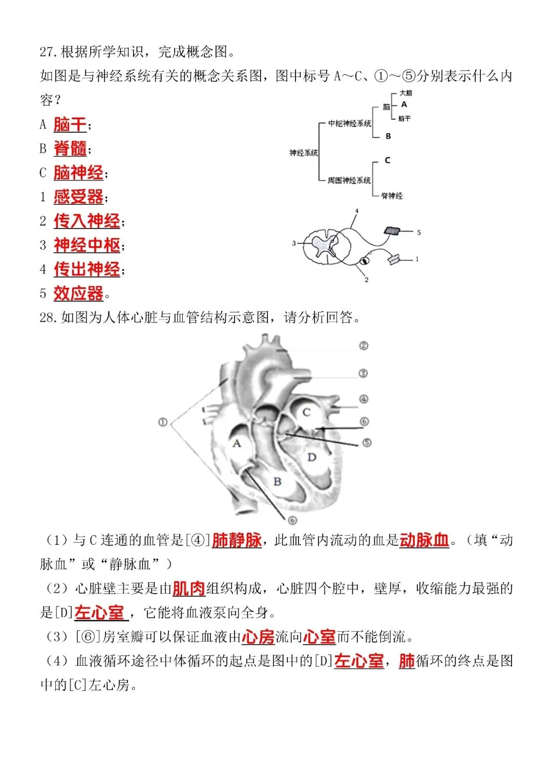 2025-2026年七下生物期末考试模拟试卷(含答案),空白电子版可打印练习! 第7张